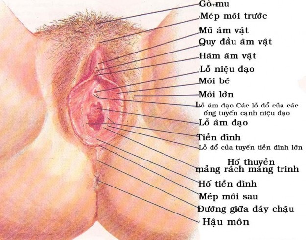 co quan sinh duc nu