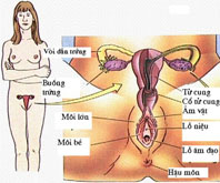 Xem hình ảnh âm vật phụ nữ hay nhất