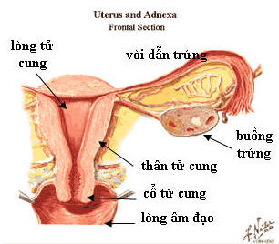 Xem hình ảnh âm vật phụ nữ hay nhất