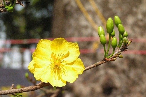 Chọn quà biếu ngày tết