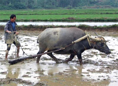 truyen cuoi hay con vo ngu va bac nong dan hinh 2